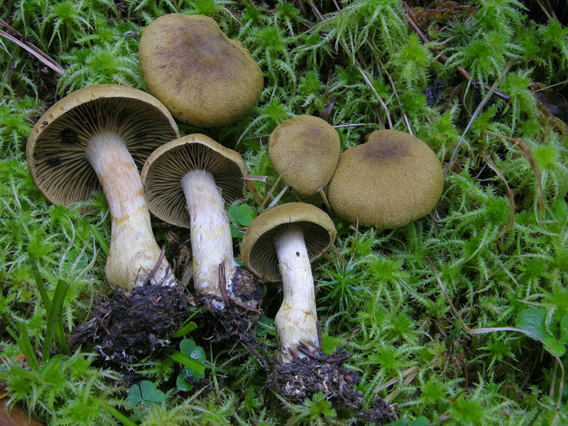 Finalmente qualche Cortinarius ed altro...